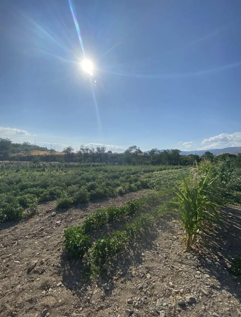 Nusretiye Mahallesi Çalıgöz Sokakta Yol Kenarı BAĞ